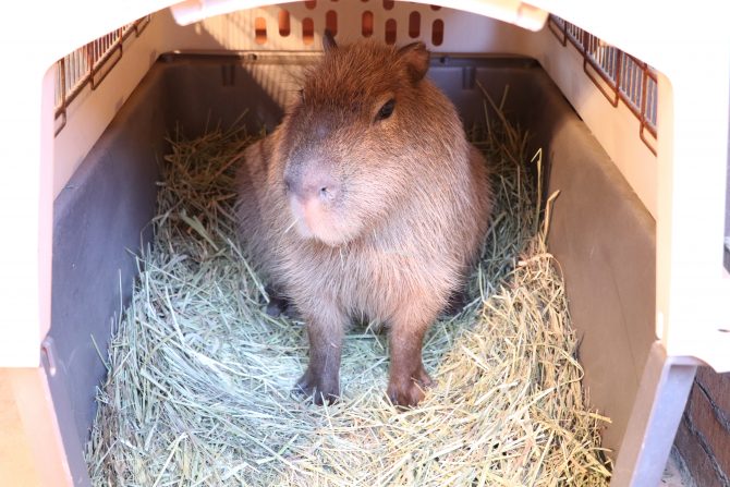 北海道エコ 動物自然専門学校 一般財団法人さっぽろ産業振興財団